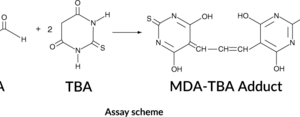 Cayman Chemical TBARS Assay Kit