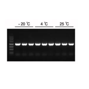 Yeasen 10102ES 2× Hieff PCR Master Mix with dye