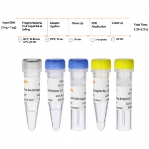 Yeasen 12972ES Hieff NGS OnePot Pro DNA Library Prep Kit