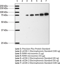 Cayman Chemical COX-2 (Mouse) Polyclonal Antibody