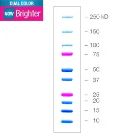Precision Plus Protein Dual Color Standards