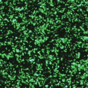 Oasis Biofarm 293Fect Transfection Reagent BR-TF001