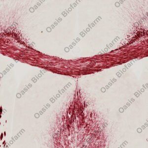 Oasis Biofarm TrueGold Myelin Staining Kit BK-AC001