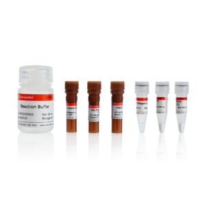 Servicebio Click-iT EdU-488 cell proliferation detection kit