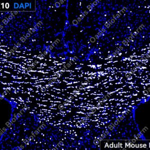 Oasis Biofarm SOX10 Guinea Pig Polyclonal Antibody OB-PGP001