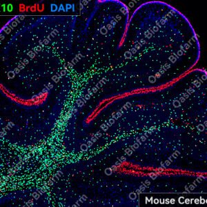 Oasis Biofarm SOX10 Rabbit Polyclonal Antibody OB-PRB053