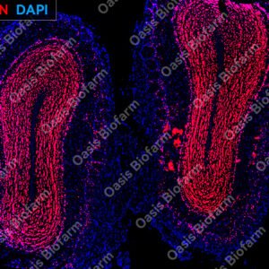 Oasis Biofarm NeuN Mouse Monoclonal Antibody OB-MMS031