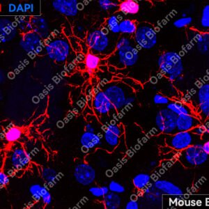 Oasis Biofarm IBA1 Rabbit Polyclonal Antibody OB-PRB029