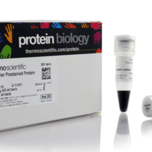 Thermo Scientific™ PageRuler™ Prestained Protein Ladder