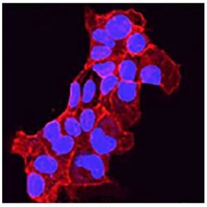 SouthernBiotech 0100-20 DAPI Fluoromount-G Mounting Medium
