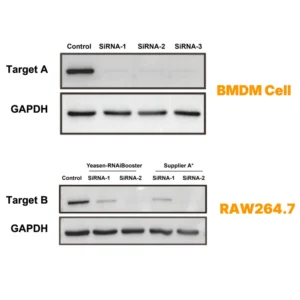 Yeasen 40807ES Hieff Trans RNAiBoost siRNA transfection reagent