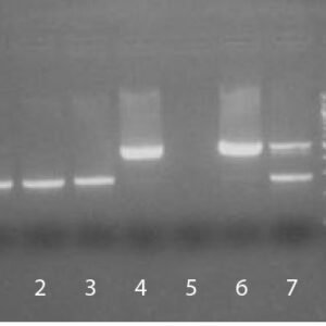 SouthernBiotech 13100-01 PCR Mycoplasma Detection Kit
