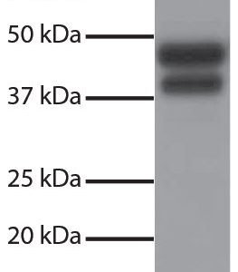 SouthernBiotech 4050-05 Goat Anti-Rabbit IgG HRP Secondary Antibody