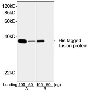 GenScript THE His Tag mouse monoclonal antibody A00186