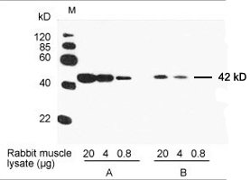 GenScript THE Beta Actin mouse monoclonal antibody A00702