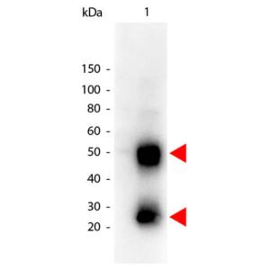 Rockland Goat Anti-Mouse IgG HRP Antibody 610-1302