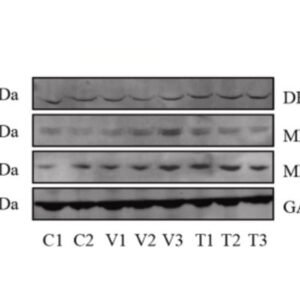 Rockland Goat Anti-Mouse IgG DyLight 800 Antibody 610-145-002