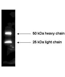 Rockland Rabbit Anti-Mouse IgG HRP Antibody 610-4302