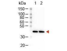 Rockland Goat Anti-Rabbit IgG HRP Antibody 611-1302