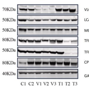 Rockland Goat Anti-Rabbit IgG DyLight 800 Antibody 611-145-002