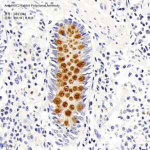 Servicebio MUC2 rabbit polyclonal antibody GB11344