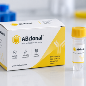 [KD Validated] LC3B Rabbit mAb
