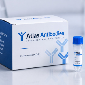 Anti-AIF1 Antibody