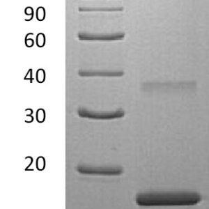 Novoprotein Recombinant Human IL-7 protein C086