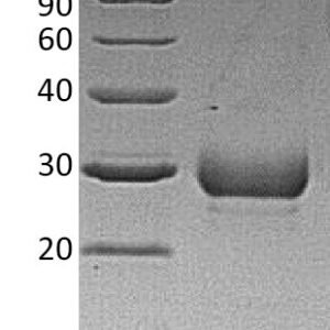 Novoprotein Recombinant Human Noggin protein CB89