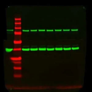 Novus Biologicals GAPDH Antibody clone 1D4 NB300-221