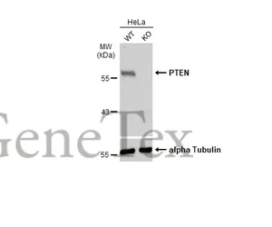 GeneTex PTEN rabbit polyclonal antibody GTX101025
