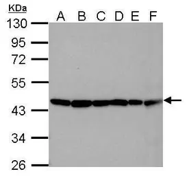 GeneTex Beta Actin rabbit polyclonal antibody GTX109639