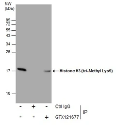 GeneTex Histone H3K9me3 Antibody