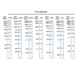 GeneTex Trident prestained protein ladder GTX49384