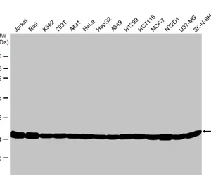 GeneTex GAPDH Antibody GT239 GTX627408