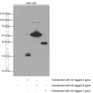 Proteintech HA Tag monoclonal antibody 66006-2-Ig