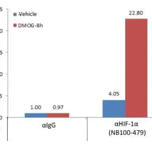 novus-hif-1-alpha-antibody-nb100-479