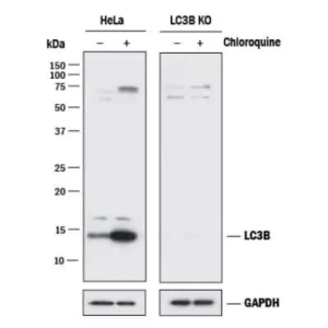 Novus Biologicals LC3B Antibody NB100-2220