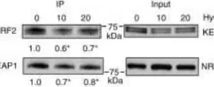 Novus Biologicals Nrf2 Antibody NBP1-32822