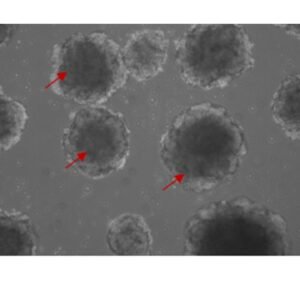 Sino Biological recombinant human cynomolgus VEGF165 protein 11066-HNAH