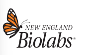 1 kb Plus DNA Ladder