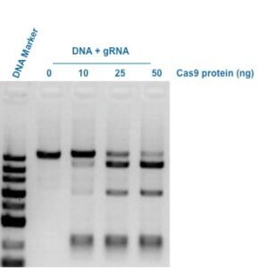 GenScript GenCrispr Cas9 Nuclease Z03386