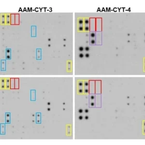 RayBiotech Mouse Cytokine Array C1000 AAM-CYT-1000-2