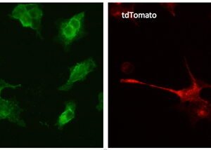 OriGene tdTomato Goat Polyclonal Antibody AB8181-200