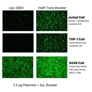 Yeasen 40801ES Hieff Trans Booster DNA RNA transfection reagent