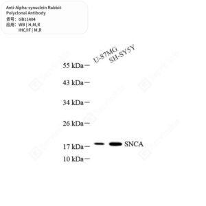 Servicebio alpha-synuclein rabbit polyclonal antibody GB11404