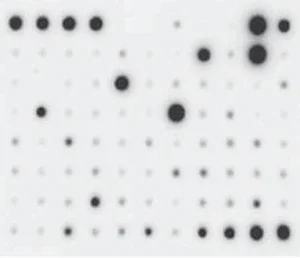 RayBiotech Human Cytokine Array C5 AAH-CYT-5-2