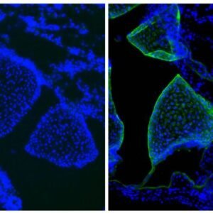 SouthernBiotech 0102-01 Mouse IgG1 Unlabeled Isotype Control Clone 15H6