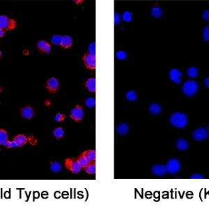 R&D Systems Human CD3 Epsilon Antibody UCHT1 MAB100