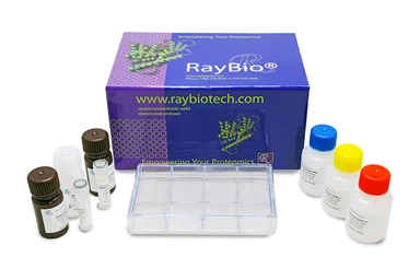RayBiotech Human Angiogenesis Array C1000 AAH-ANG-1000-2